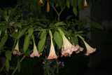Brugmansia suaveolens 'Pink Beauty' RCP7-08 323.jpg